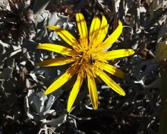 Berkheya cuneata