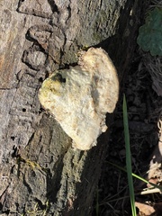 Trametes suaveolens