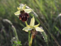 Ophrys sphegodes