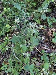 Symphyotrichum undulatum
