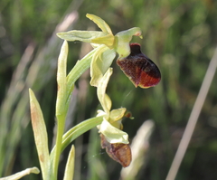 Ophrys sphegodes