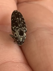 Sarosesthes fulminans