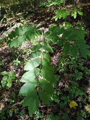 Juglans ailantifolia
