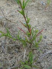 Corispermum intermedium