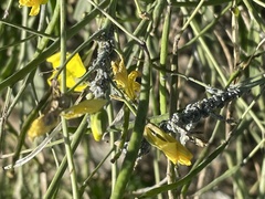 Brevicoryne brassicae