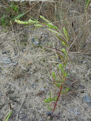 Corispermum intermedium