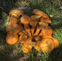 Omphalotus illudens