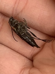 Sarosesthes fulminans