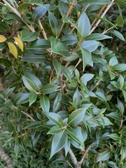 Osmanthus
