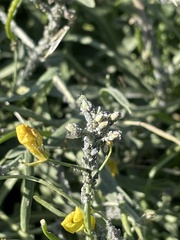 Brevicoryne brassicae