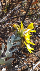 Berkheya cuneata