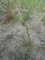 Corispermum intermedium