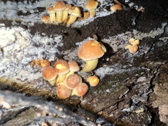 Hypholoma fasciculare