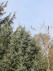 Corvus brachyrhynchos