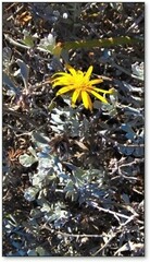Berkheya cuneata