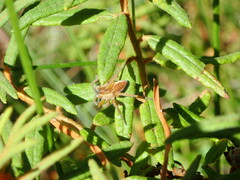Dolomedes