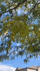 Gleditsia triacanthos