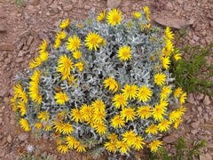 Berkheya cuneata
