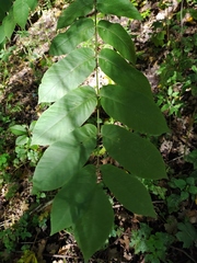 Juglans ailantifolia