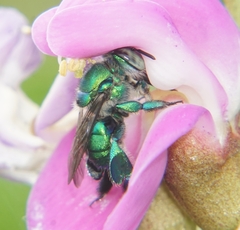 Euglossa