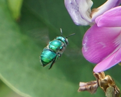 Euglossa