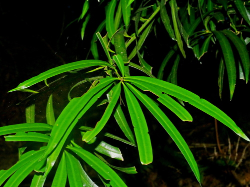 Podocarpus fasciculus, photograph 6