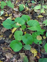 Viola mirabilis
