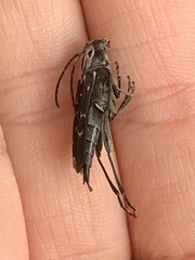 Sarosesthes fulminans