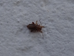 Arrhenocoela lineata