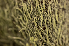 Cladonia coniocraea
