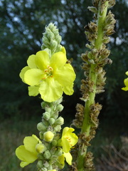 Verbascum densiflorum