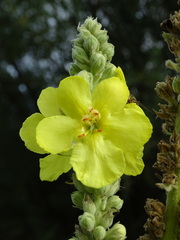 Verbascum densiflorum