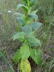 Verbascum densiflorum