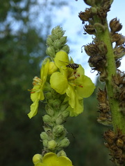 Verbascum densiflorum