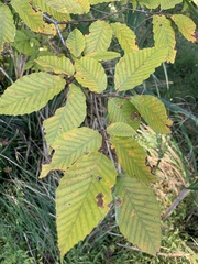 Fagus