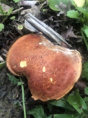 Xerocomellus dryophilus