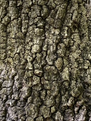 Quercus marilandica