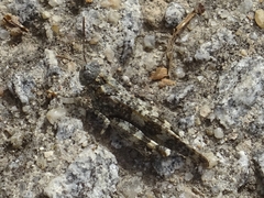 Oedipoda charpentieri