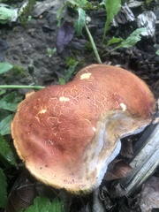 Xerocomellus dryophilus