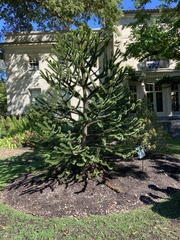 Araucariaceae