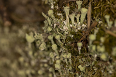 Cladonia coniocraea
