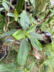 Escallonia pendula