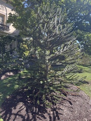 Araucariaceae