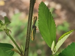 Homalodisca liturata