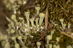 Cladonia coniocraea