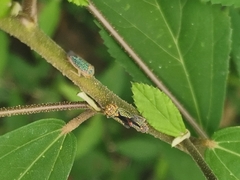 Homalodisca liturata