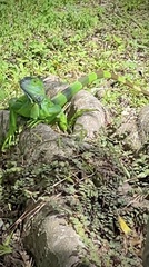 Iguana