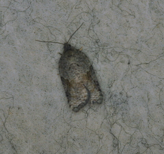 Acleris macdunnoughi