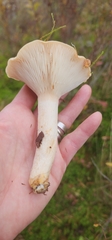 Lactarius pubescens
