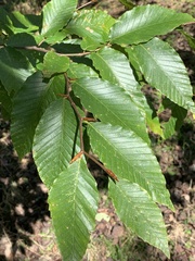 Fagus grandifolia